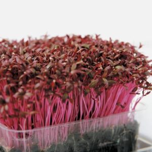 Amaranth Herb Food Picture