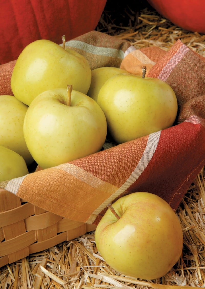 Basket of Golden Delicious Apples Food Picture