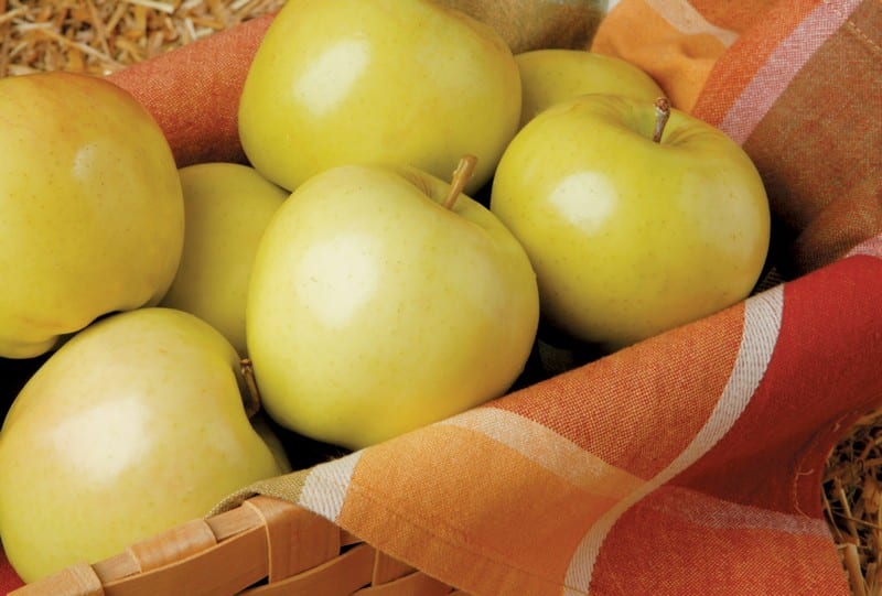 Basket of Golden Delicious Apples Food Picture