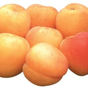 Whole Apricots Isolated Food Picture