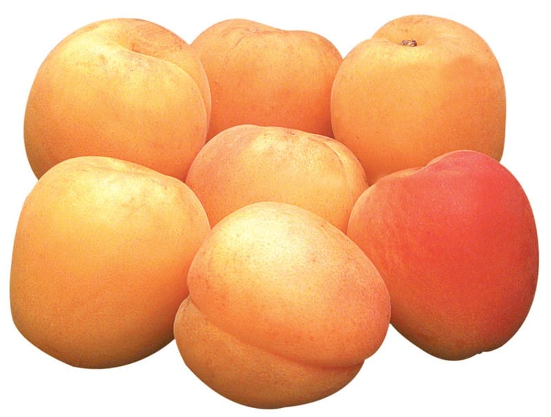 Whole Apricots Isolated Food Picture