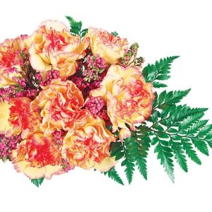 Carnation Assortment with White Background Food Picture