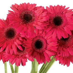 Gerber Daisies on White Background Food Picture