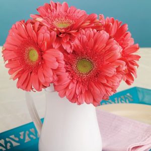 Gerber Daisy Arrangement in White Vase Food Picture