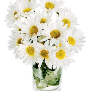 White Daisy Arrangement in Clear Glass Food Picture