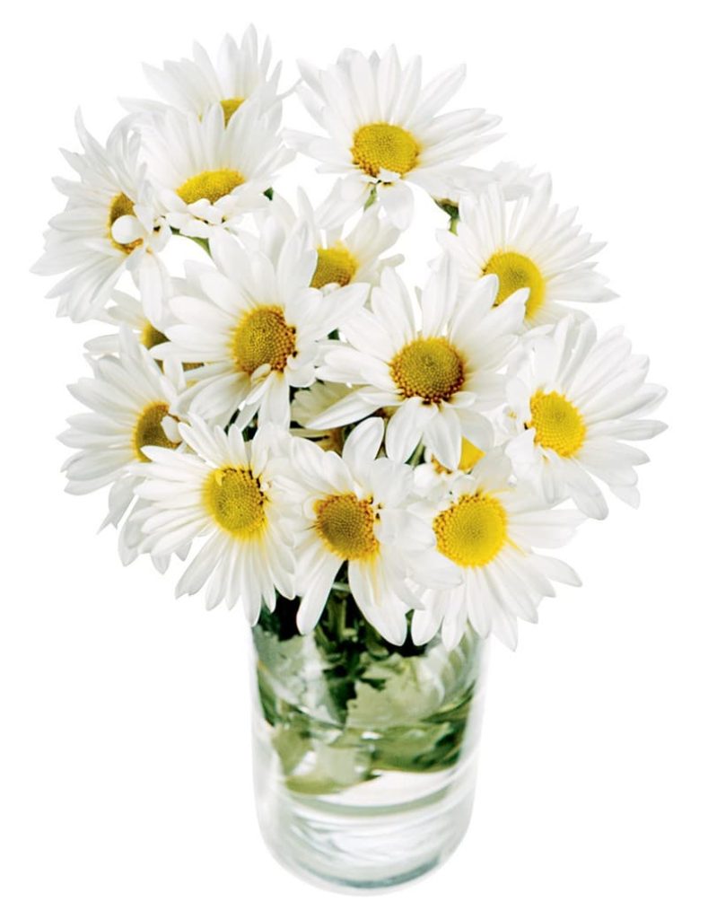 White Daisy Arrangement in Clear Glass Food Picture