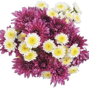 Fall Floral Arrangement in Purple and White Flowers Food Picture