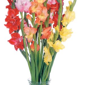 Floral Gladiolas Assortment in Clear Vase Food Picture