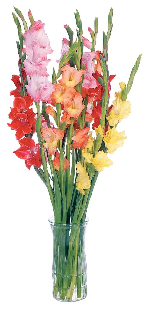 Floral Gladiolas Assortment in Clear Vase Food Picture