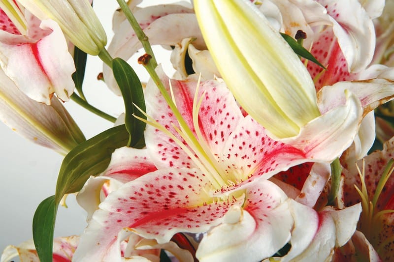 Close Up Pink Lily Arrangement Food Picture