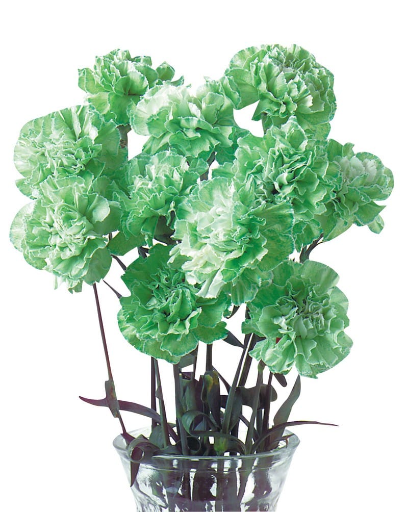 St. Patrick's Day Green Carnation Floral Arrangement Food Picture