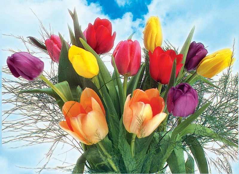 Spring Tulip Arrangement with Sky Background Food Picture