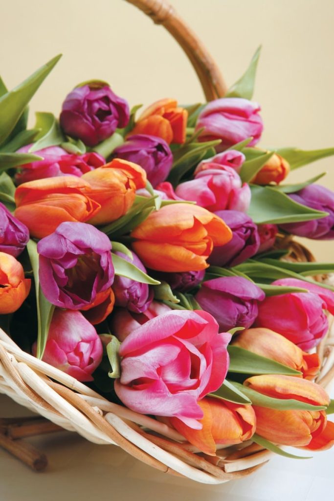 Spring Tulip Arrangement in Basket Food Picture
