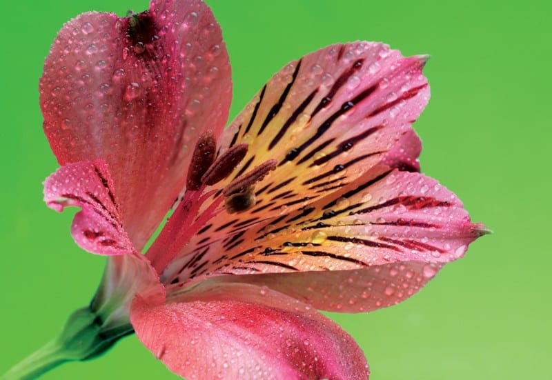 Single Alstromeria Flower on Green Background Food Picture