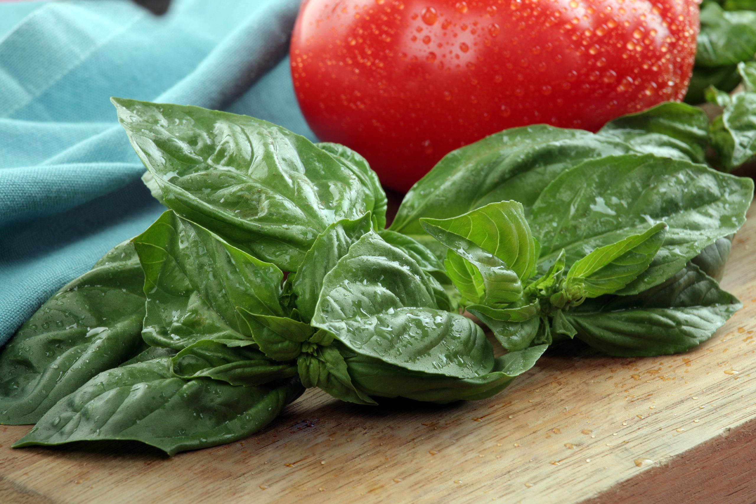 Basil with Tomato Food Picture