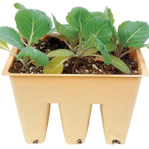 Cabbage Potted Plant Food Picture