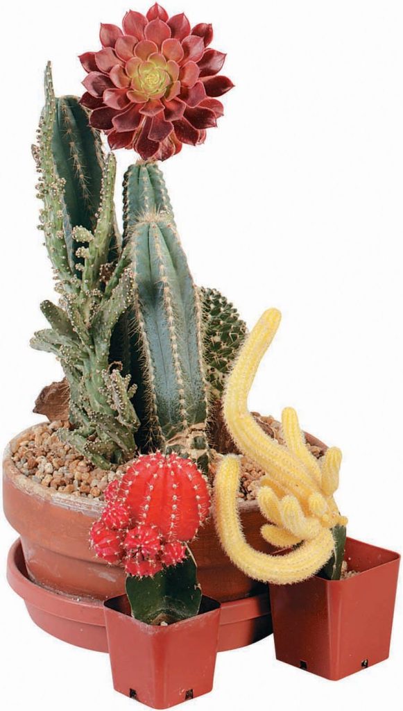 Cacti in Pots Food Picture