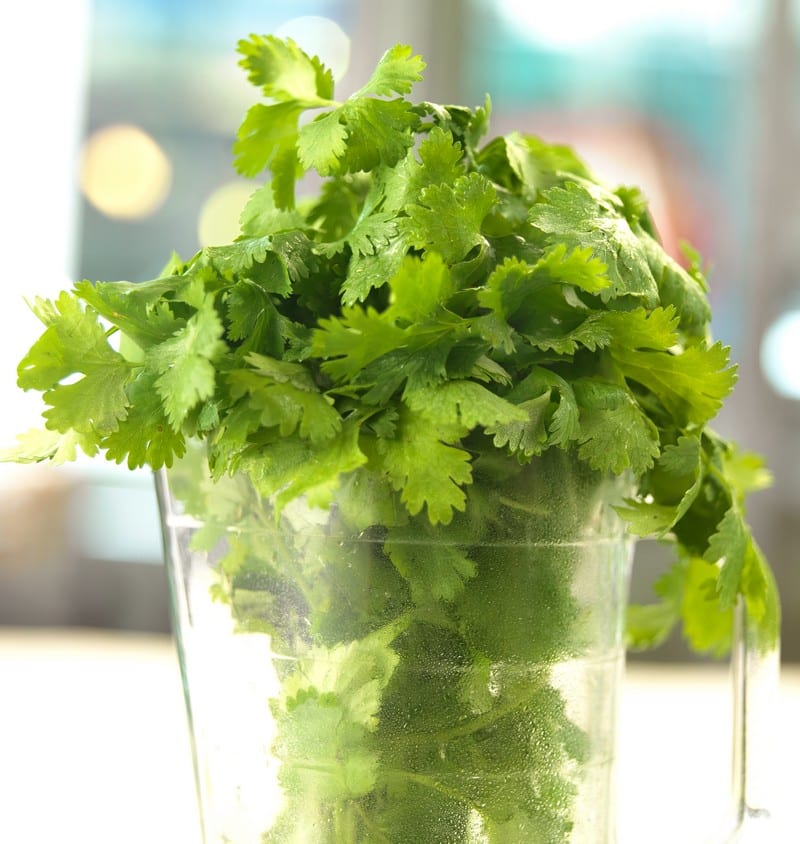 Fresh Plucked Coriander Cilantro in Juice Glass with Bokeh Backdrop Food Picture