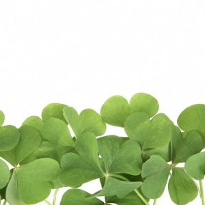 Four Leaf Clovers on Table Food Picture