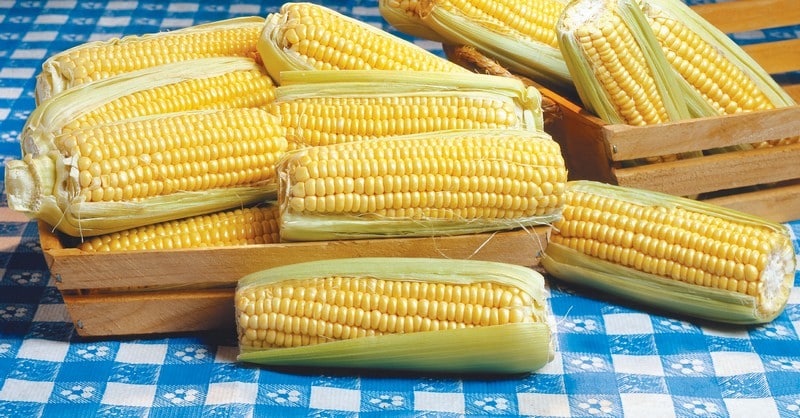 Ears of corn on blue cloth in wooden baskets Food Picture