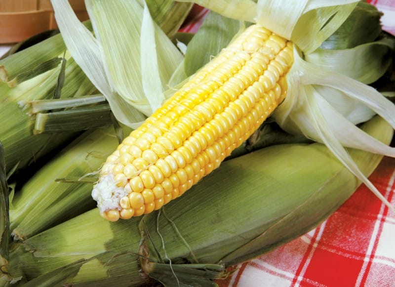 Ear of corn with plaid cloth Food Picture