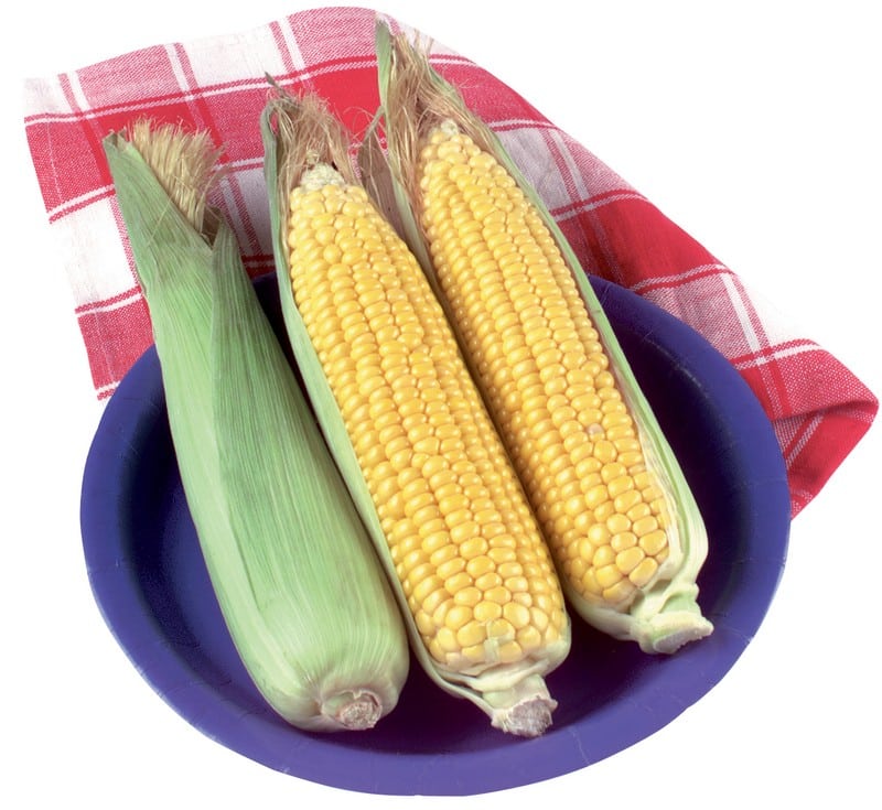 Ears of corn on blue plate with red plaid napkin on white background Food Picture