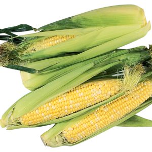Ears of corn on white background Food Picture
