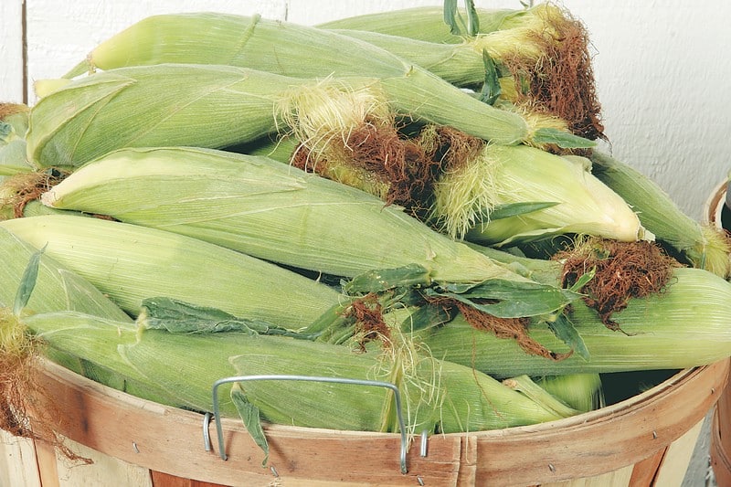 Ears of corn in wooden basket with a white background Food Picture