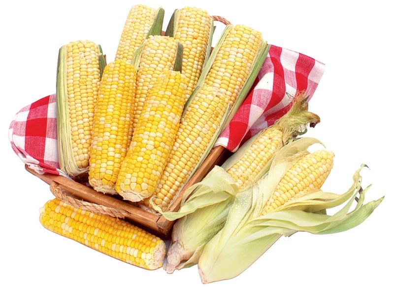 Ears of corn in picnic basket on white background Food Picture