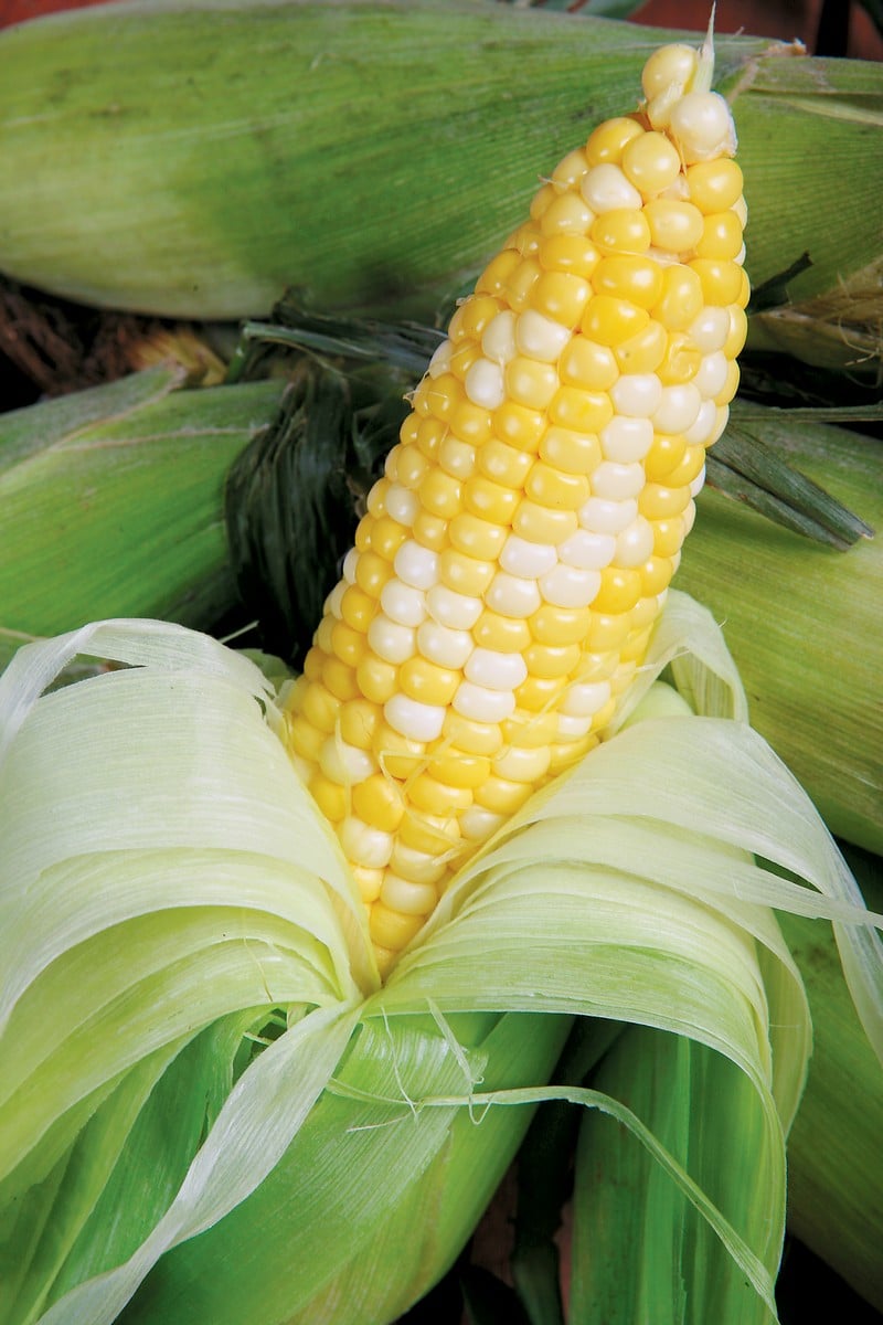 Corn on the cob peeled with green husks of corn in background Food Picture