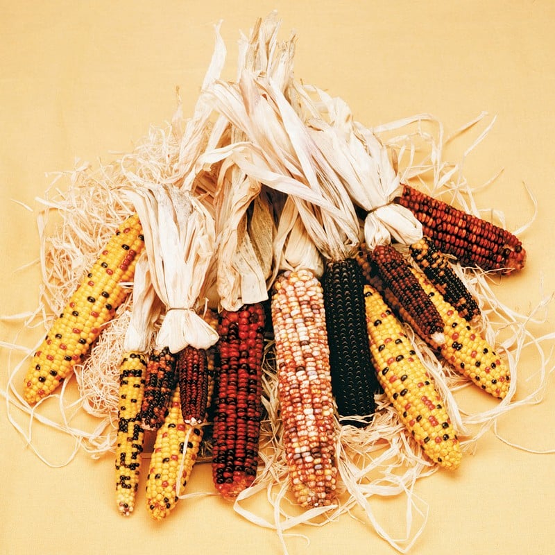 Decorative Indian Corn on light tan background Food Picture
