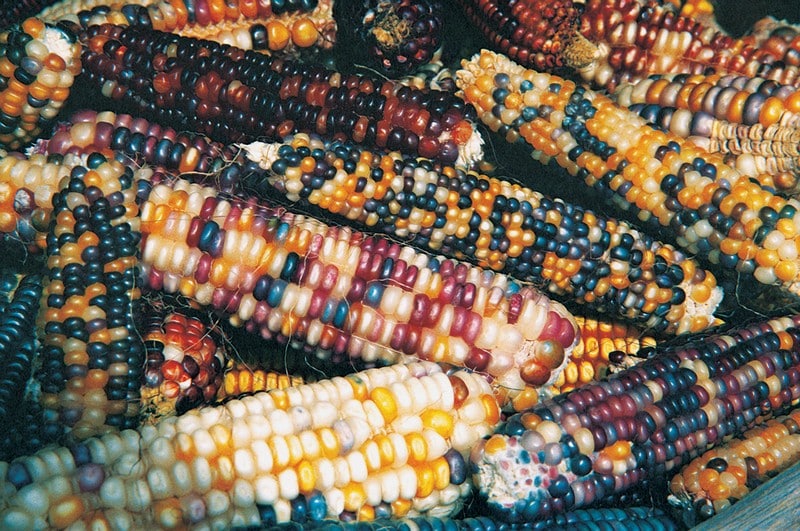 Indian Corn Assortment Food Picture