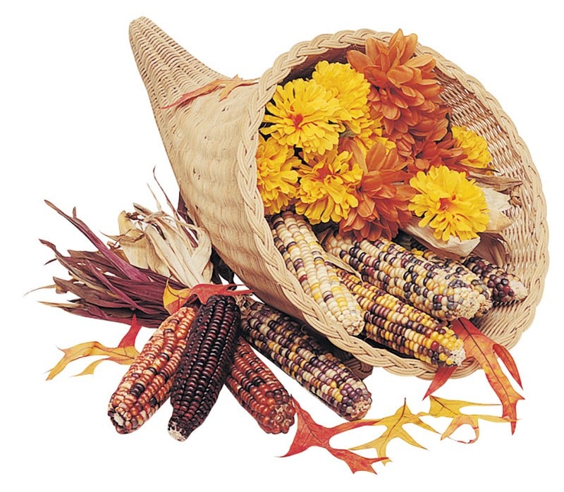 Corn cornucopia with leaves and flowers on white background Food Picture