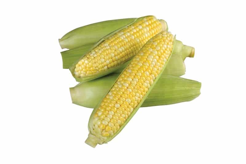Corn on a Cob Food Picture