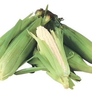 Whole white corn on the cob with green husks and white background Food Picture