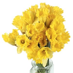 Irish Daffodil in Clear Vase Food Picture