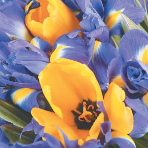 Close Up of Yellow and Purple Easter Flowers Food Picture