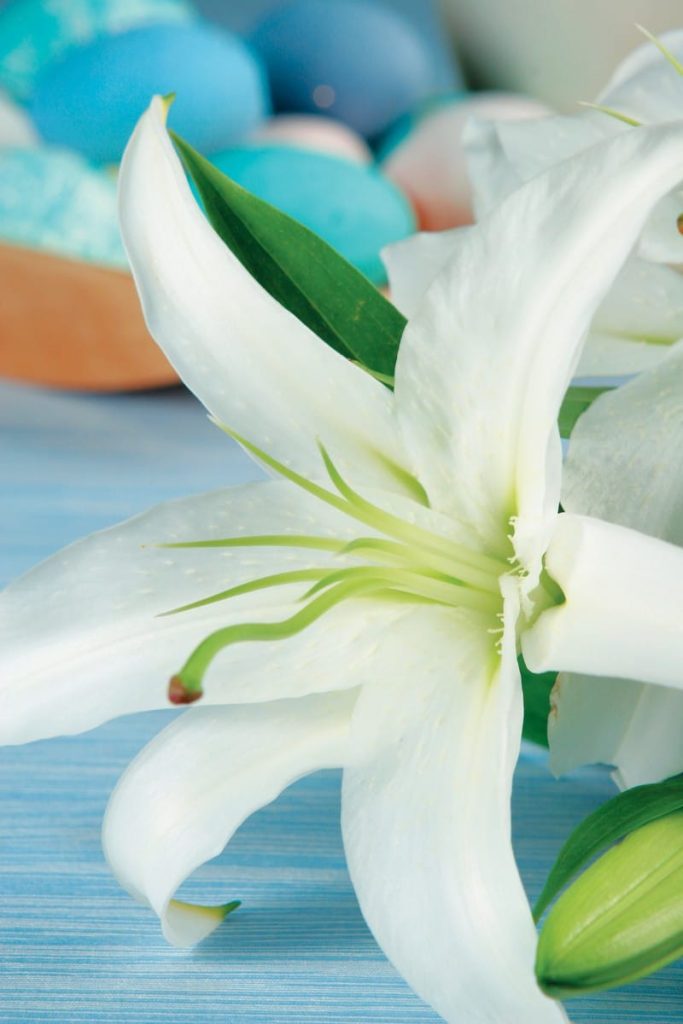 Single Easter Lily on Blue Wooden Surface Food Picture