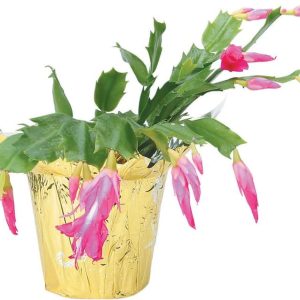 Flowering Cactus in Pot Food Picture
