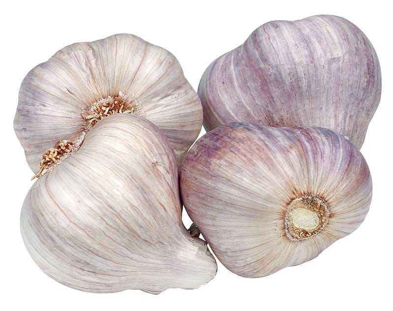 Purple Garlic Isolated Food Picture