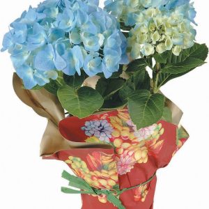 Hydrangea Wrapped in a Pot Food Picture