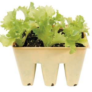 Lettuce Potted Plant Food Picture