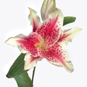 Single Lily Stargazer on White Background Food Picture
