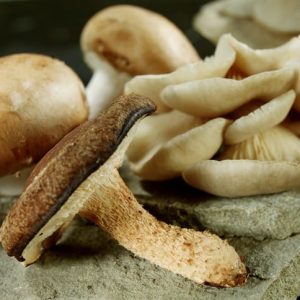 A Healthy Assortment of Mushrooms Food Picture