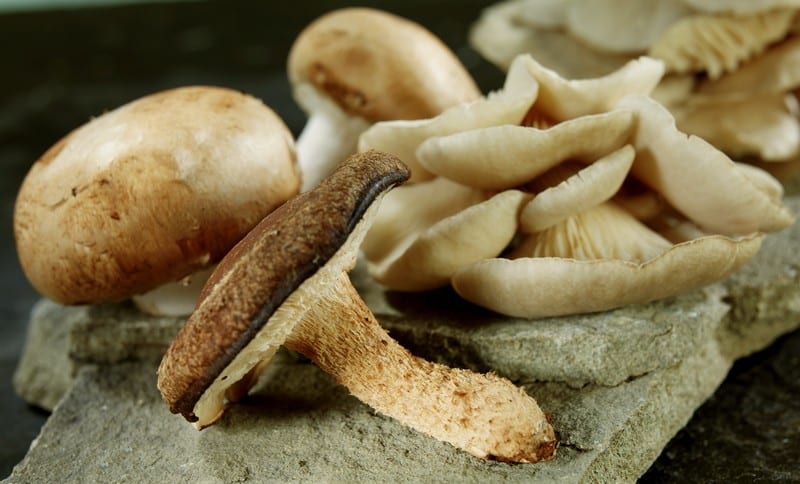 A Healthy Assortment of Mushrooms Food Picture