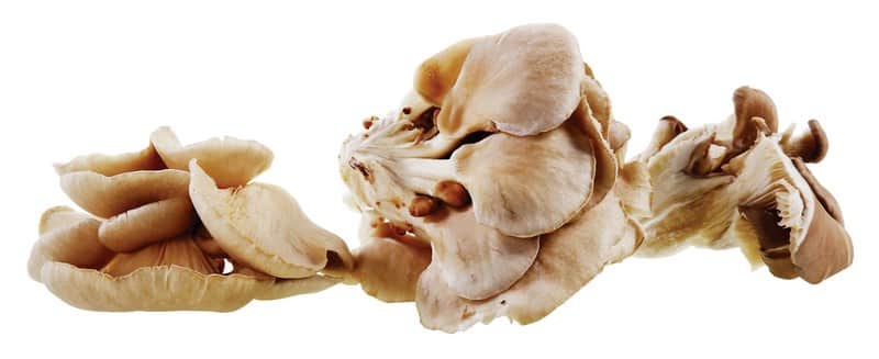 Oyster Mushrooms on a white background Food Picture
