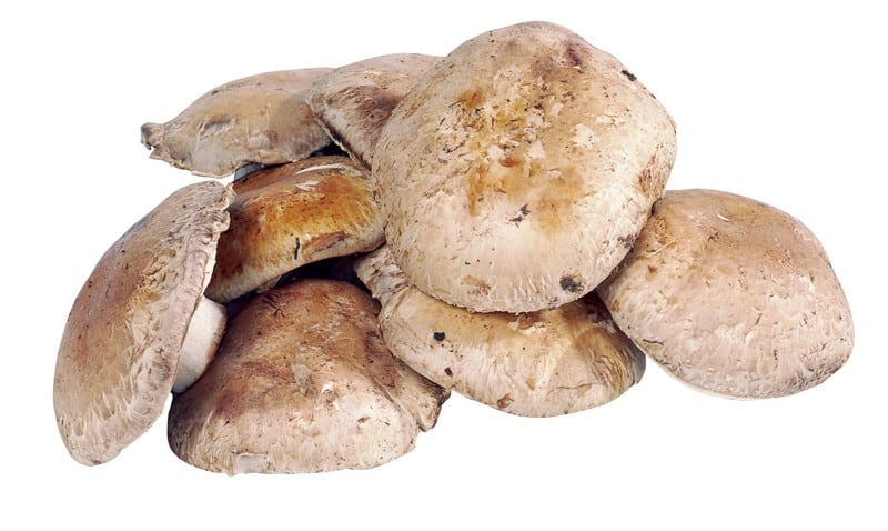 Tops of portabella mushrooms on a white background Food Picture