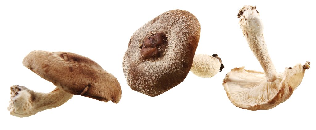 Whole Shitake Mushrooms Food Picture