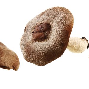 Whole Shitake Mushrooms Food Picture