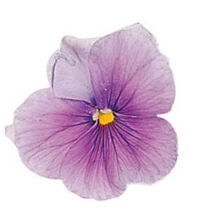 Single Purple Pansy Flower Food Picture
